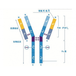 轮状病毒（Rotavirus）IgG抗原检测卡